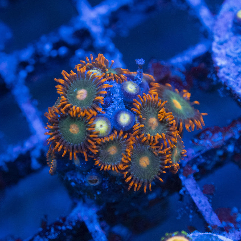 Gatorade Zoa WYSIWYG live coral for sale at AquaGemCorals