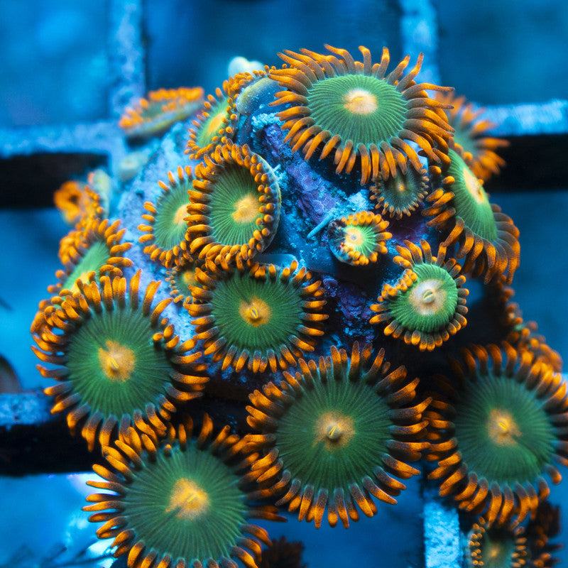 Gatorade Zoas live coral for reef aquarium
