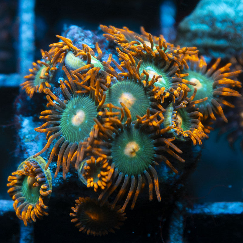 Gatorade Zoas live coral for reef aquarium