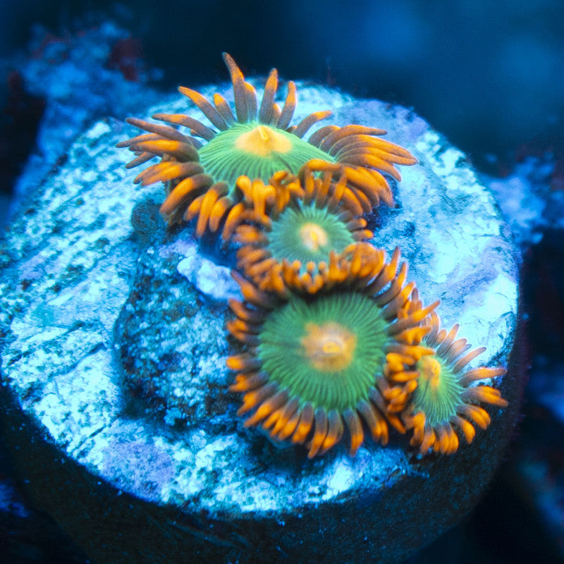 Gatorade Zoas live coral for reef aquarium