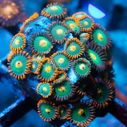 Gatorade Zoa