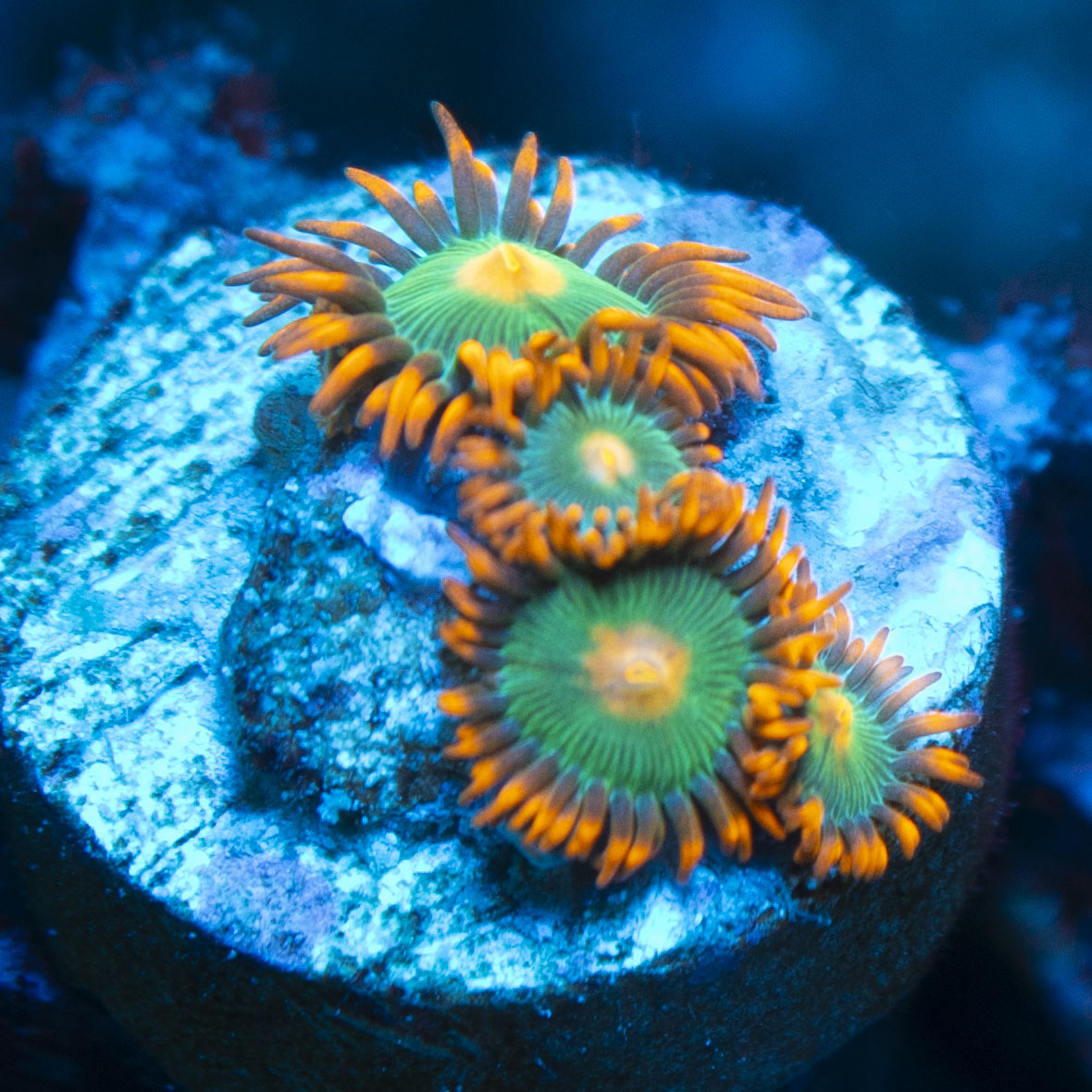 Gatorade Zoas