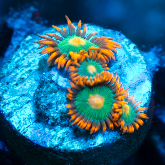 Gatorade Zoas