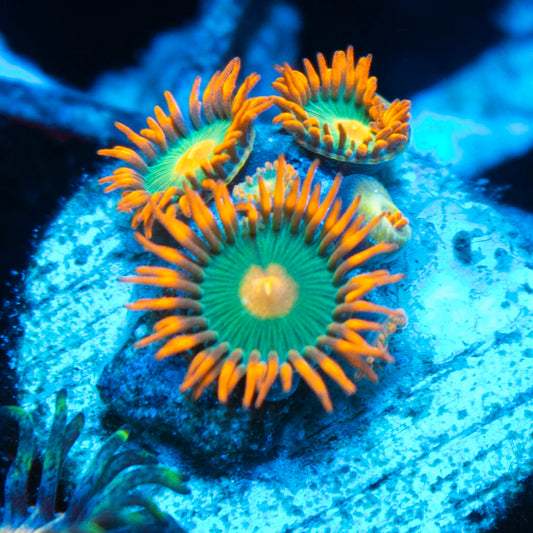 Gatorade Zoas