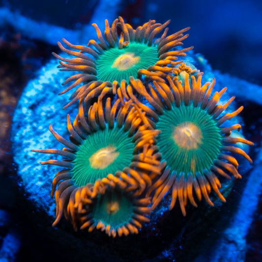 Gatorade Zoas