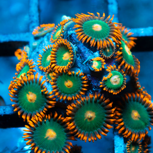 Gatorade Zoas