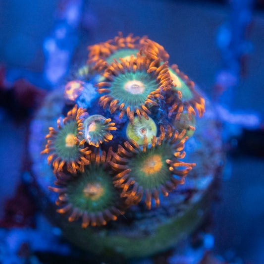Gatorades Zoa  WYSIWYG coral from AquaGemCorals
