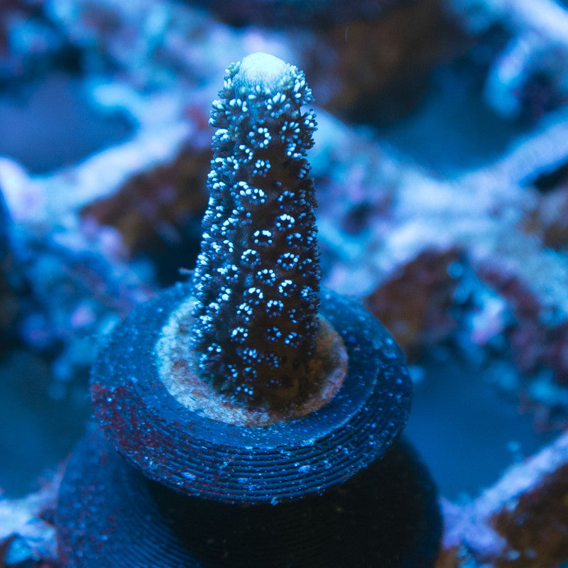 German Blue Digi Monti live coral for reef aquarium