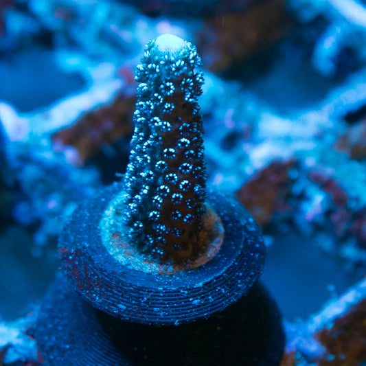German Blue Digi Monti