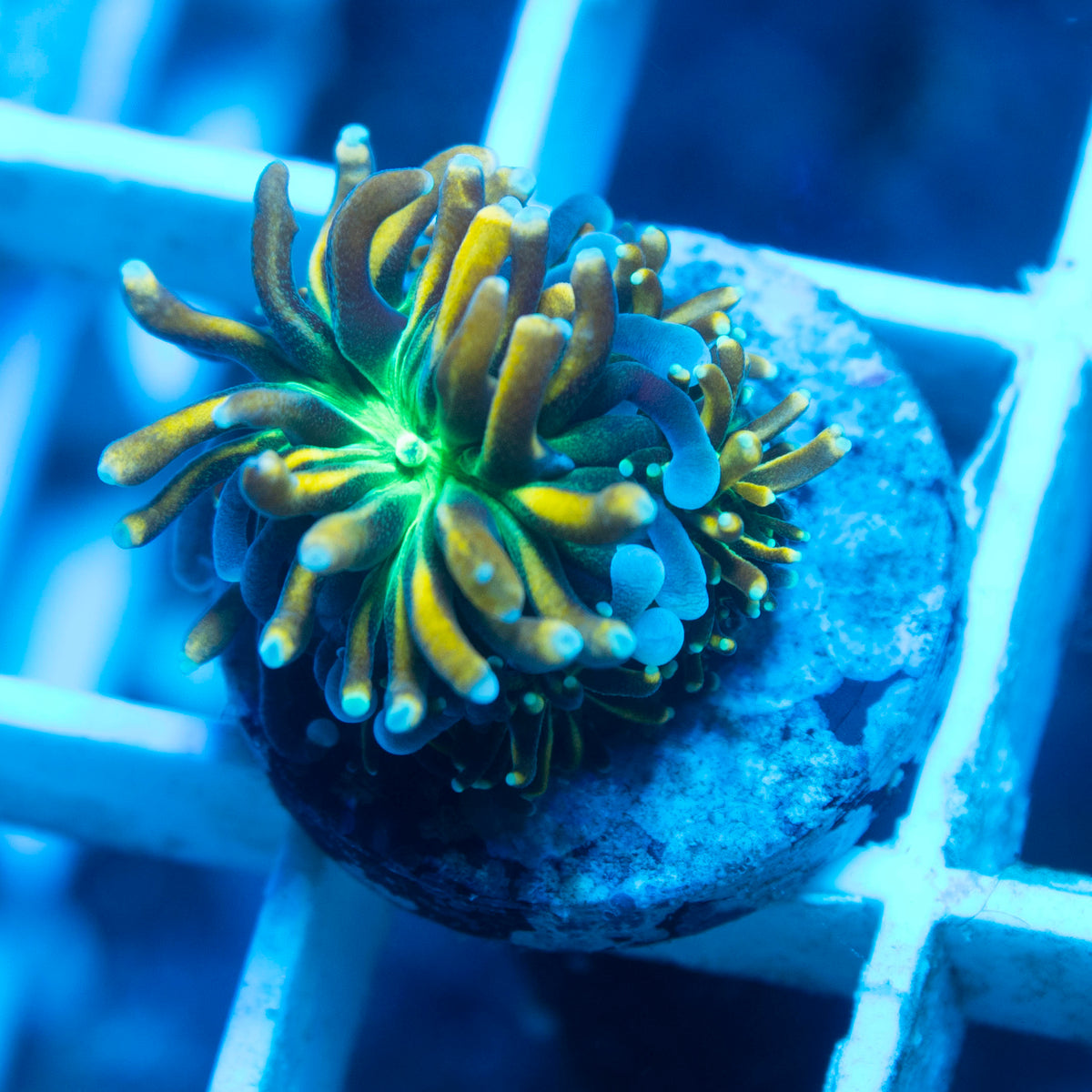 Gold Galaxea live reef coral - AquaGemCorals