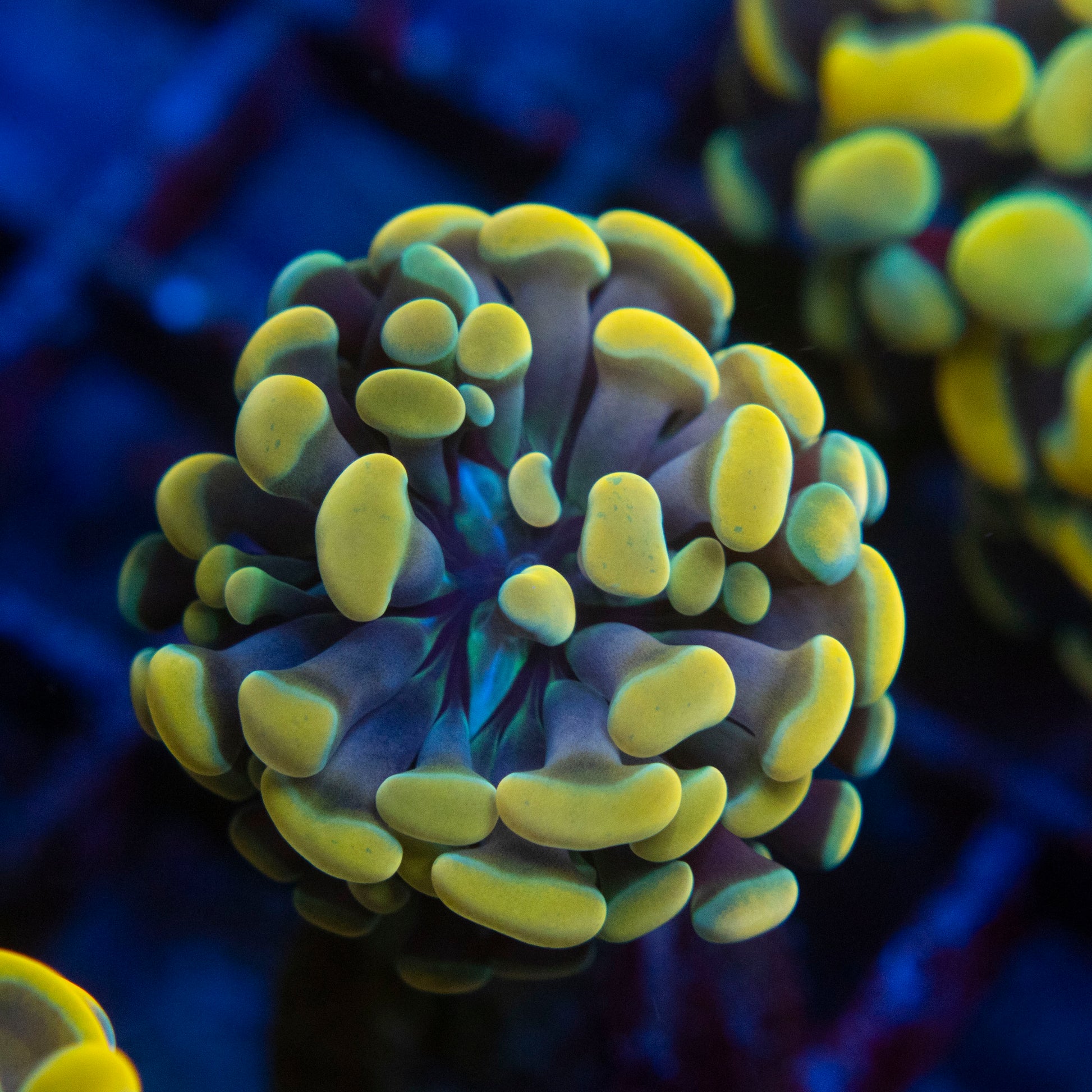 Gold Hammer (1) WYSIWYG coral from AquaGemCorals