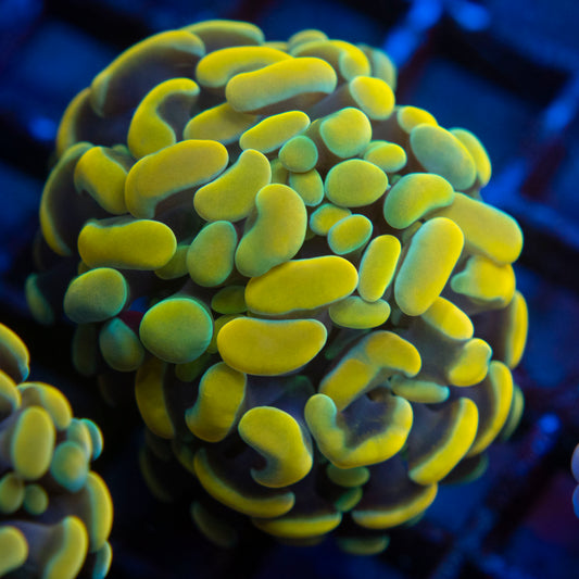 Gold Hammer (2) WYSIWYG coral from AquaGemCorals