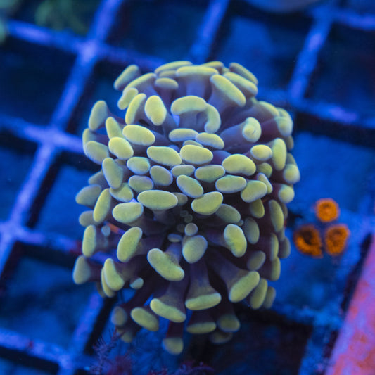 Gold Hammer WYSIWYG live coral for sale at AquaGemCorals