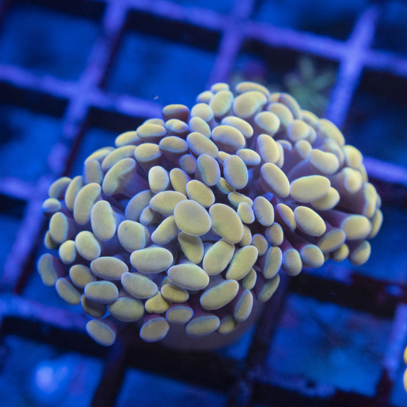 Gold Hammer WYSIWYG live coral for sale at AquaGemCorals