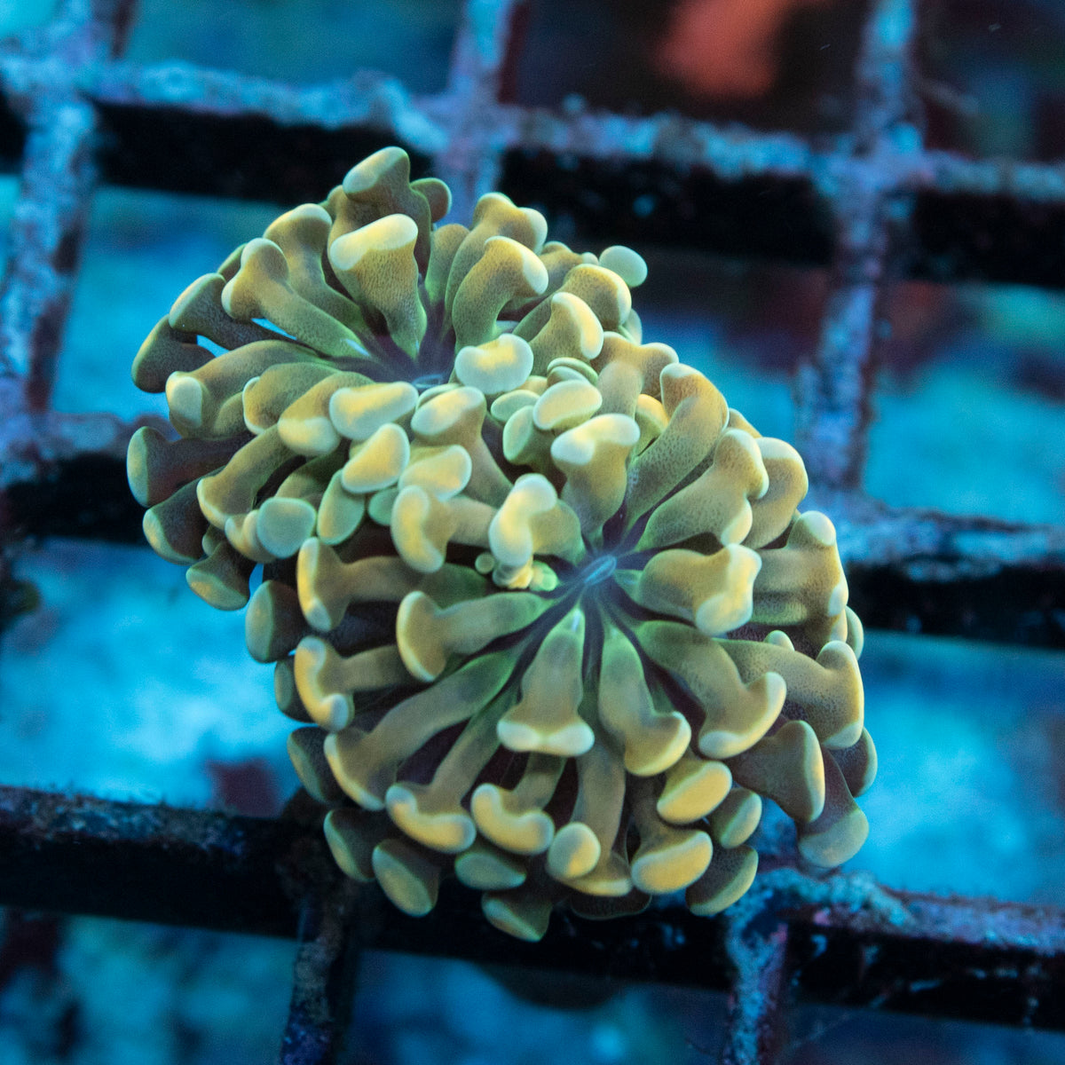 Gold Hammer coral frag from AquaGem Corals