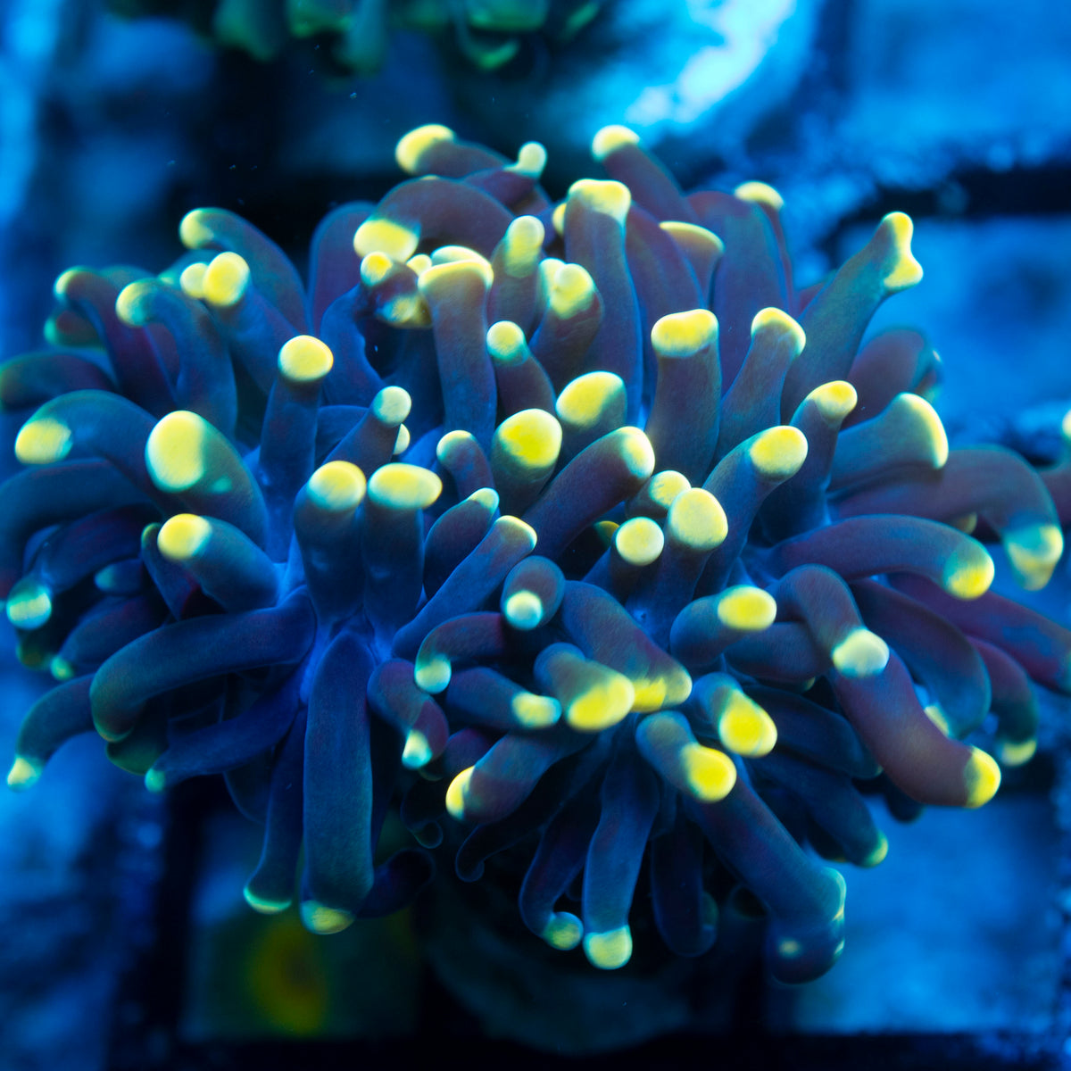 Gold Hammer live reef coral - AquaGemCorals