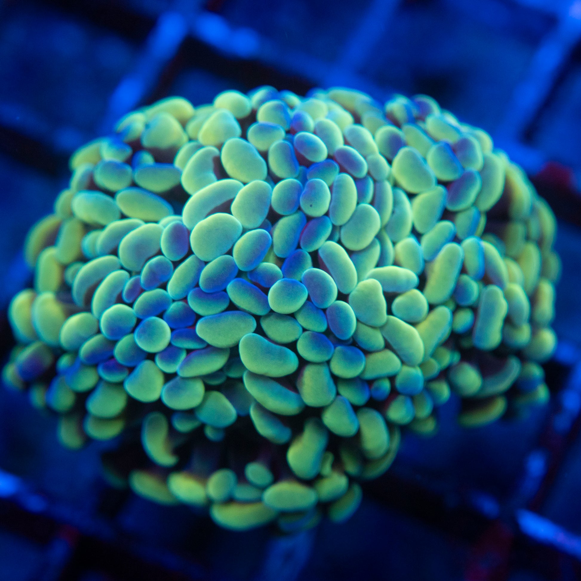 Gold Hammer WYSIWYG coral from AquaGemCorals