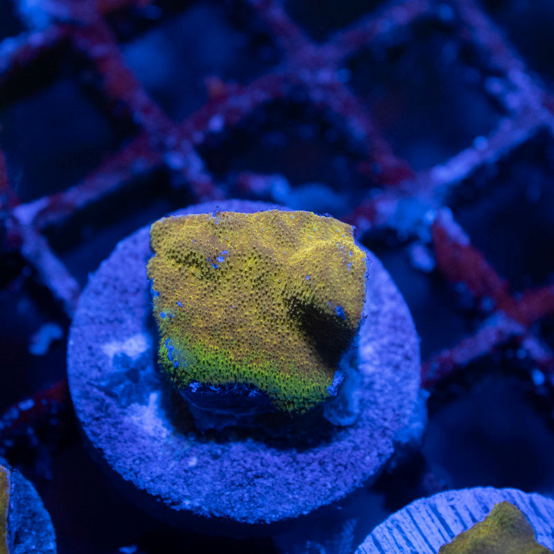 Gold Member Psammocora - AquaGemCorals