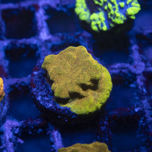 Gold Member Psammocora