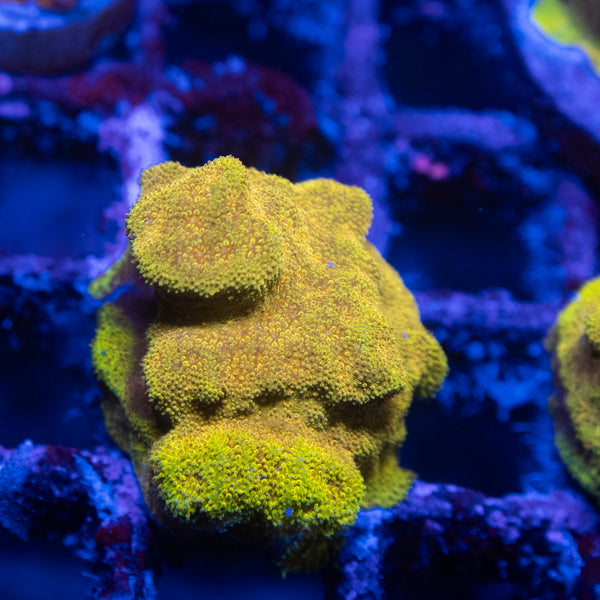 Gold Member Psammocora Coral