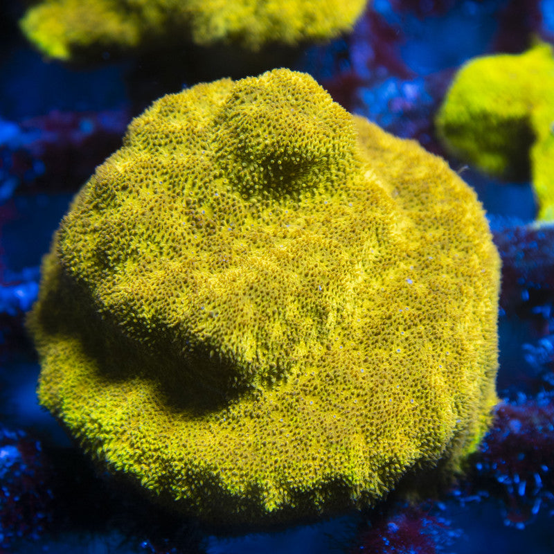 Gold Member Psammocora live coral for reef aquarium