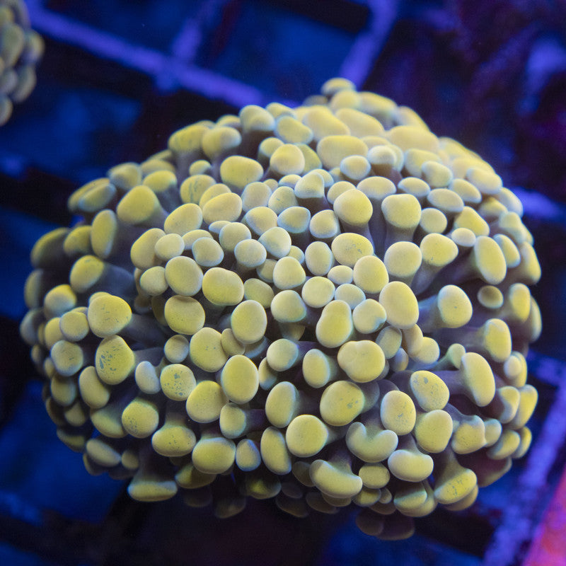 Gold Mini Hammer Colony WYSIWYG live coral for sale at AquaGemCorals