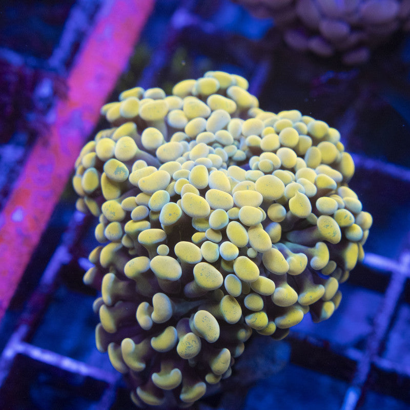 Gold Mini Hammer Colony WYSIWYG live coral for sale at AquaGemCorals