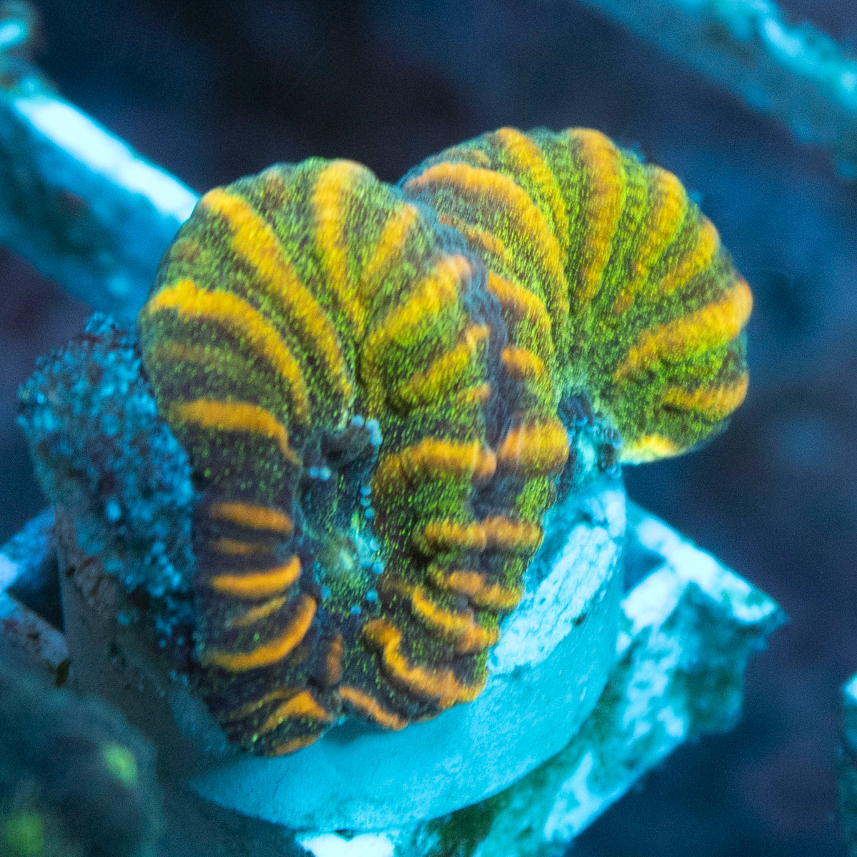 Golden Dragon Favia coral frag from AquaGem Corals