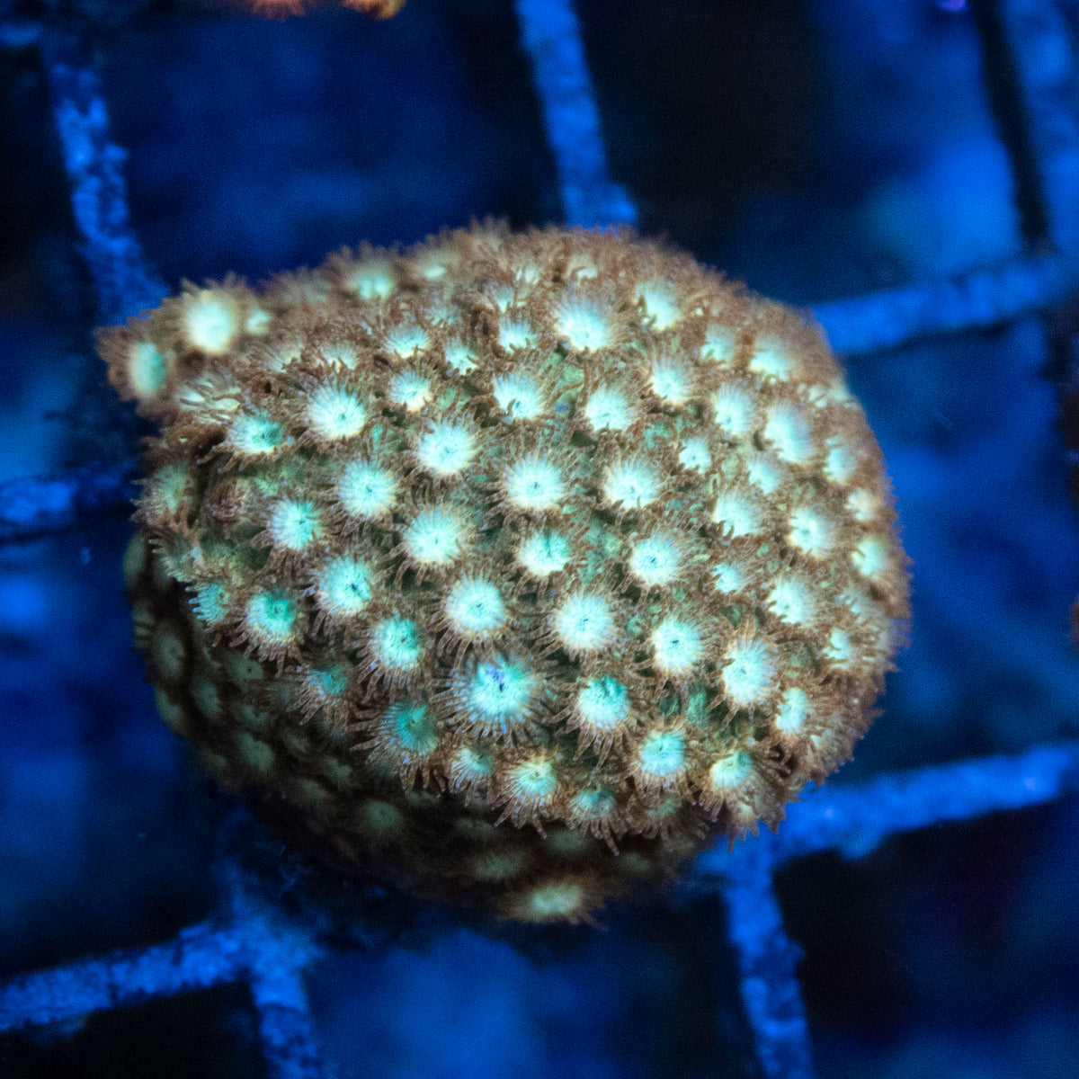 Golden Eye Cyphastrea coral frag from AquaGem Corals