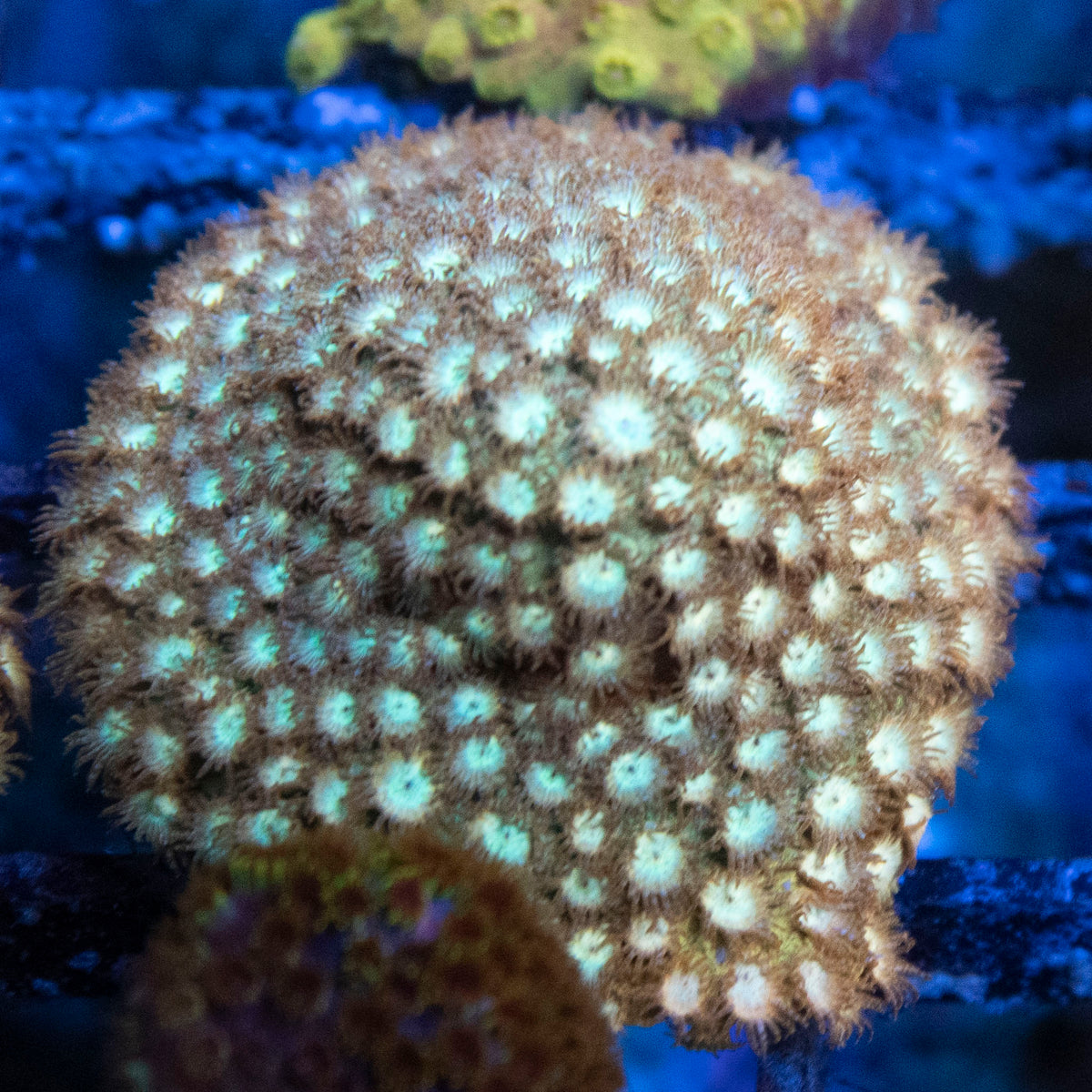 Golden Eye Cyphastrea coral frag from AquaGem Corals