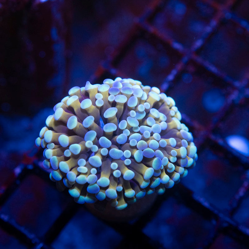 Golden Ice Hammer - AquaGemCorals