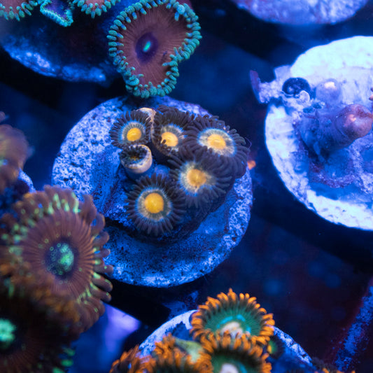 Golden Starburst Zoa