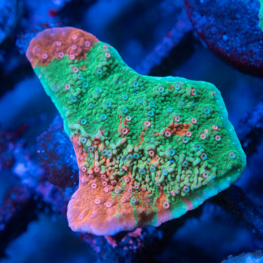 Graffted Montiopora Cap