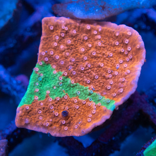 Graffted Montiopora Cap
