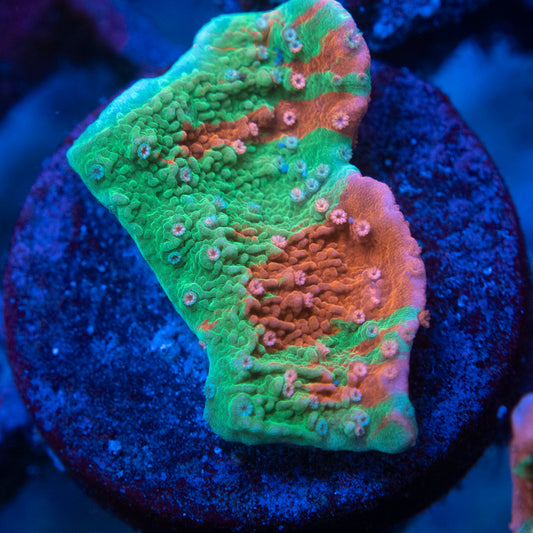 Graffted Montiopora Cap