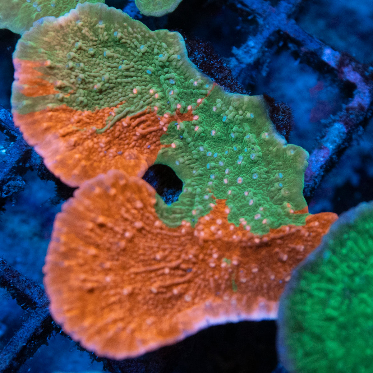 Grafted Monti coral frag from AquaGem Corals
