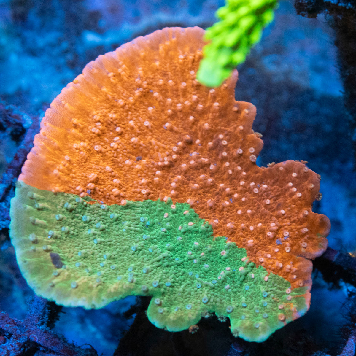 Grafted Monti coral frag from AquaGem Corals