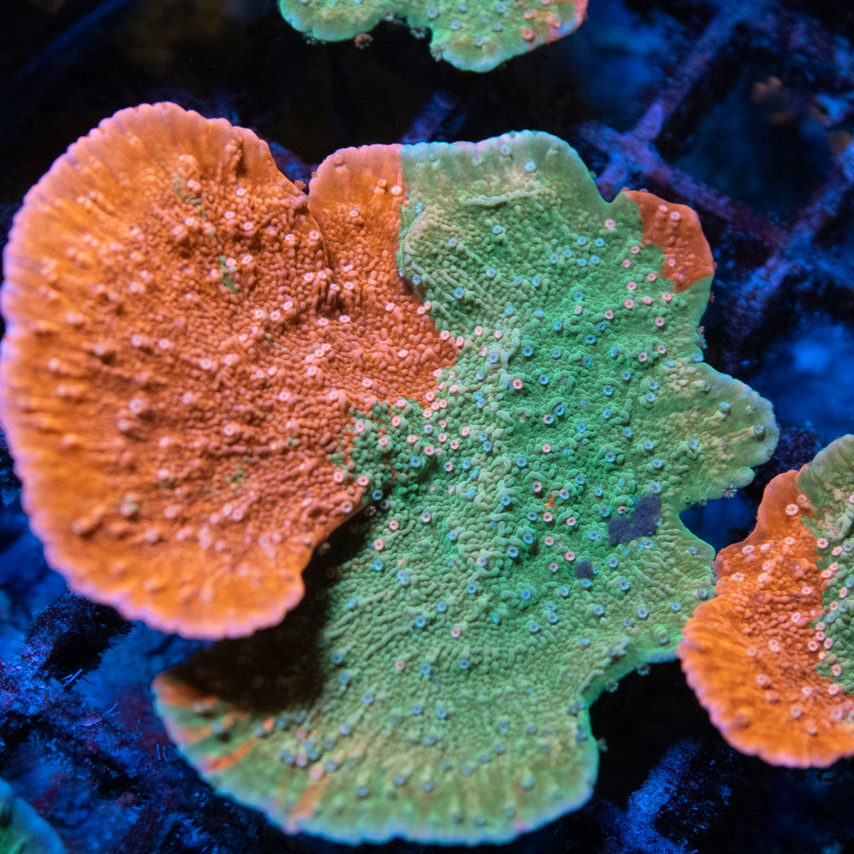 Grafted Monti coral frag from AquaGem Corals