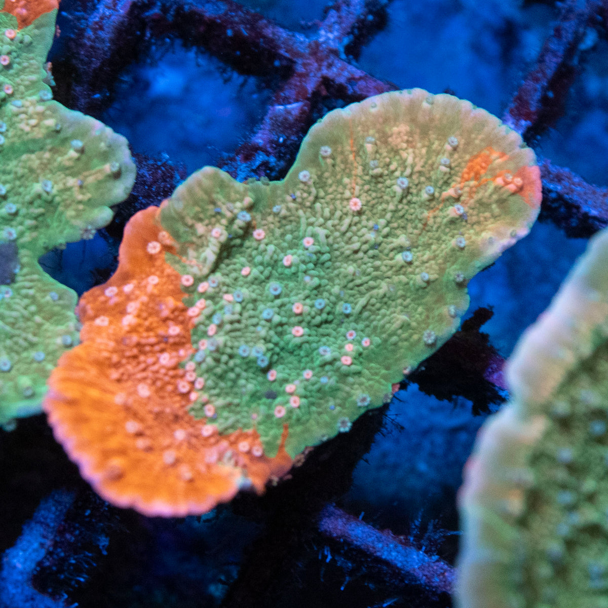Grafted Monti coral frag from AquaGem Corals