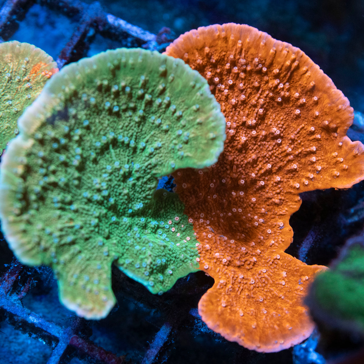 Grafted Monti coral frag from AquaGem Corals