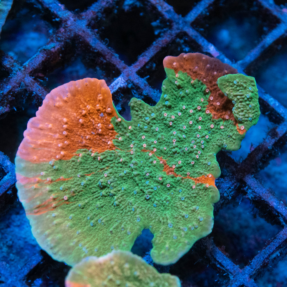 Grafted Monti coral frag from AquaGem Corals