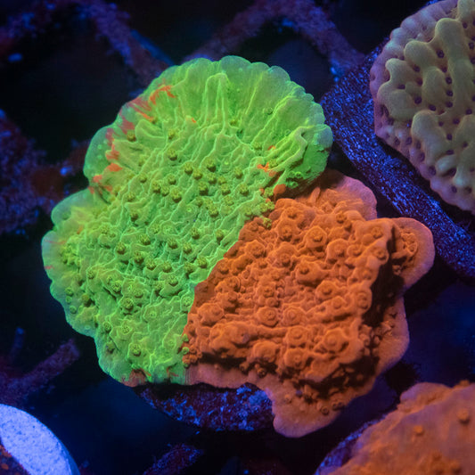 Grafted Montipora