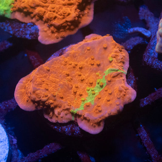 Grafted Montipora