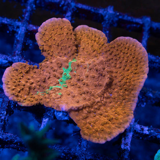 Grafted Montipora - AquaGemCorals