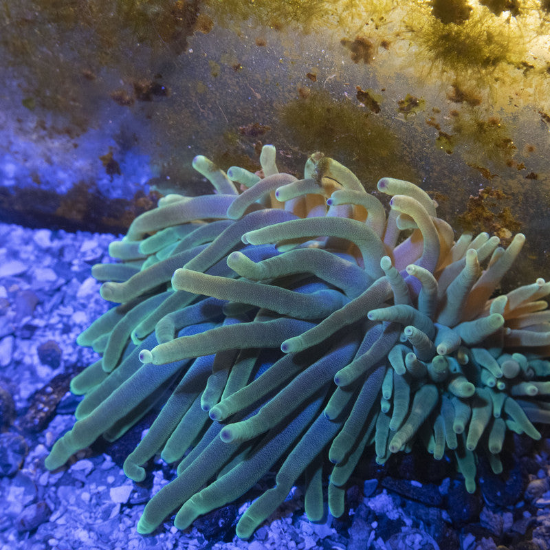 Green Anemone