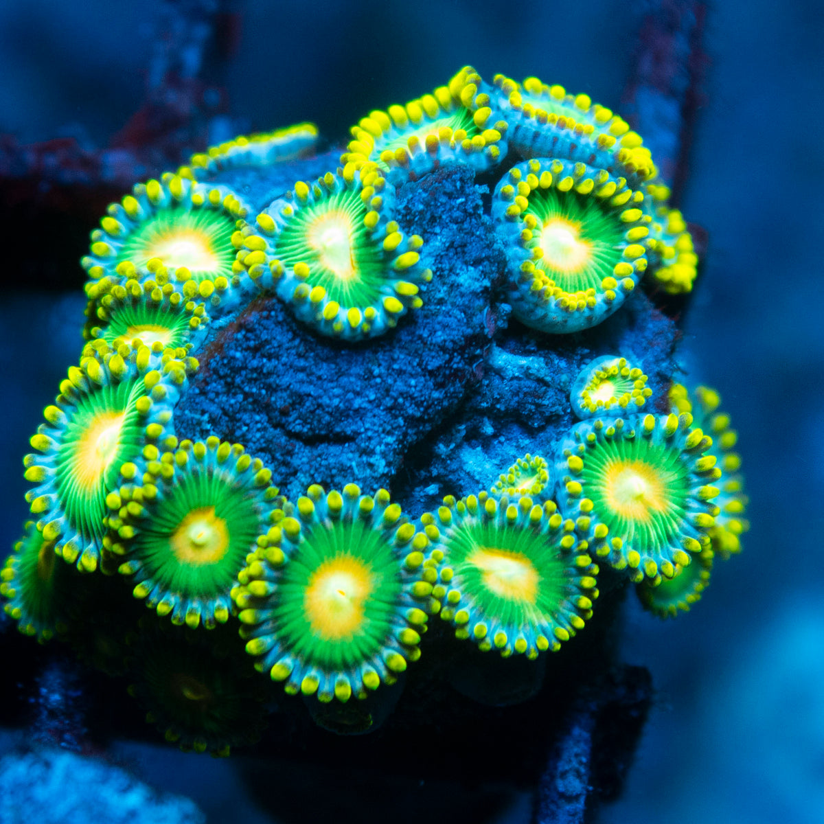 Green Bay Packer Zoa live reef coral - AquaGemCorals