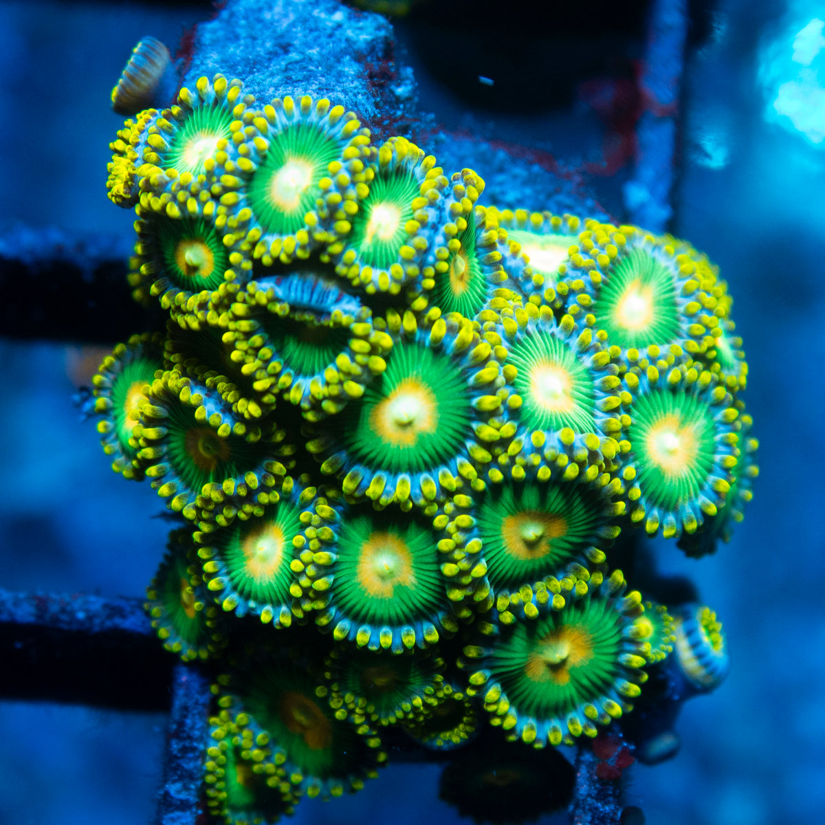 Green Bay Packer Zoa live reef coral - AquaGemCorals