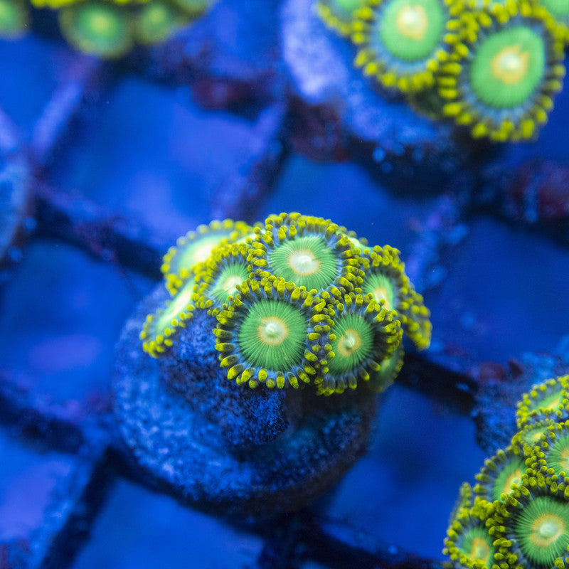 Green Bay Packers Zoas WYSIWYG live coral for sale at AquaGemCorals
