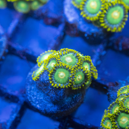 Green Bay Packers Zoas WYSIWYG live coral for sale at AquaGemCorals
