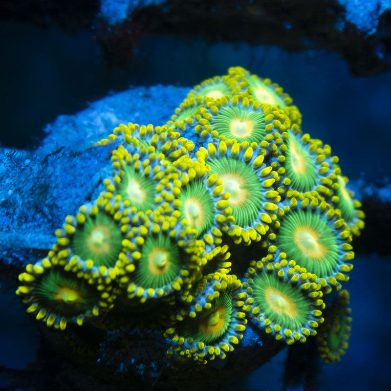Green Bay Packers Zoas live coral for reef aquarium